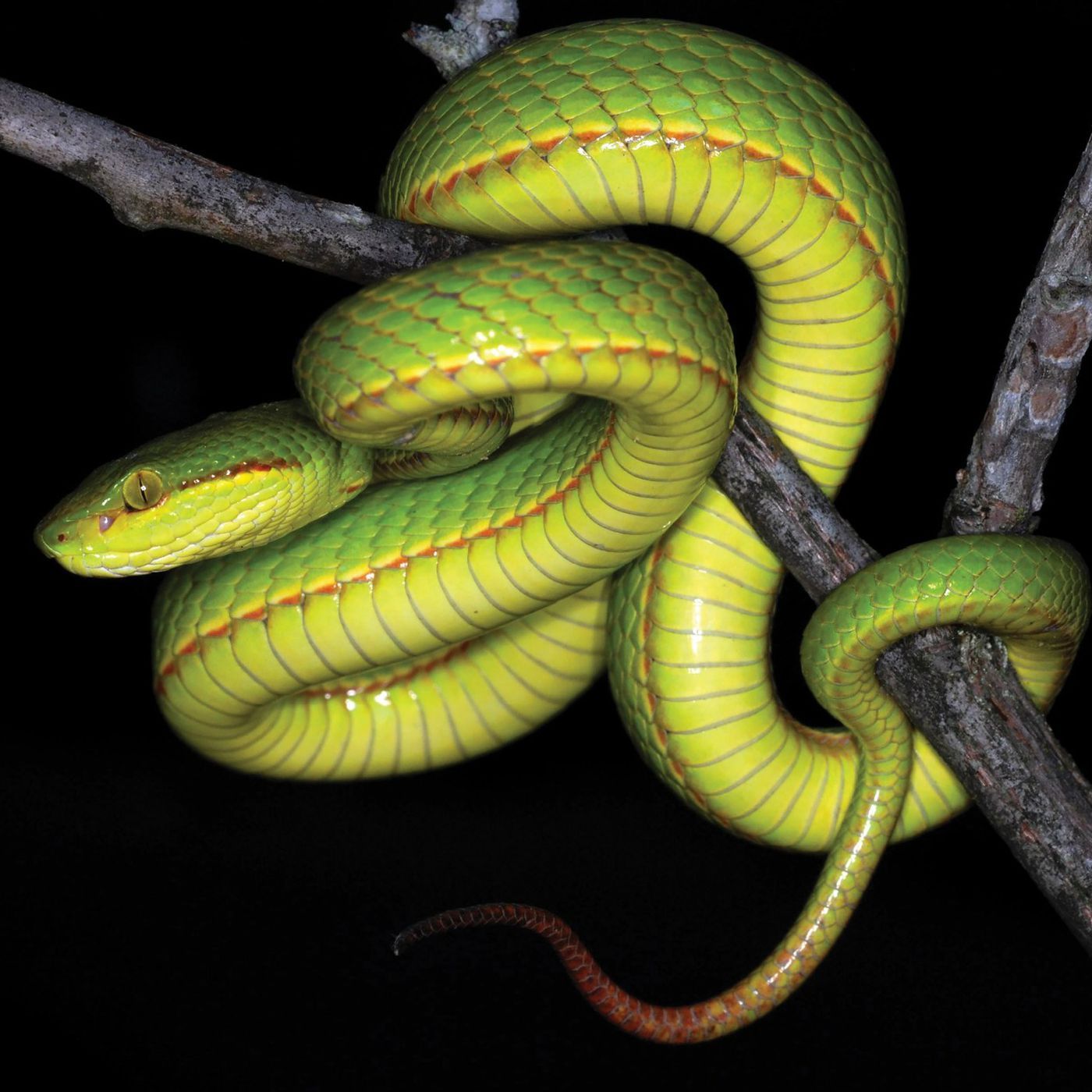 Harry Potter' snake: New snake named after Salazar Slytherin