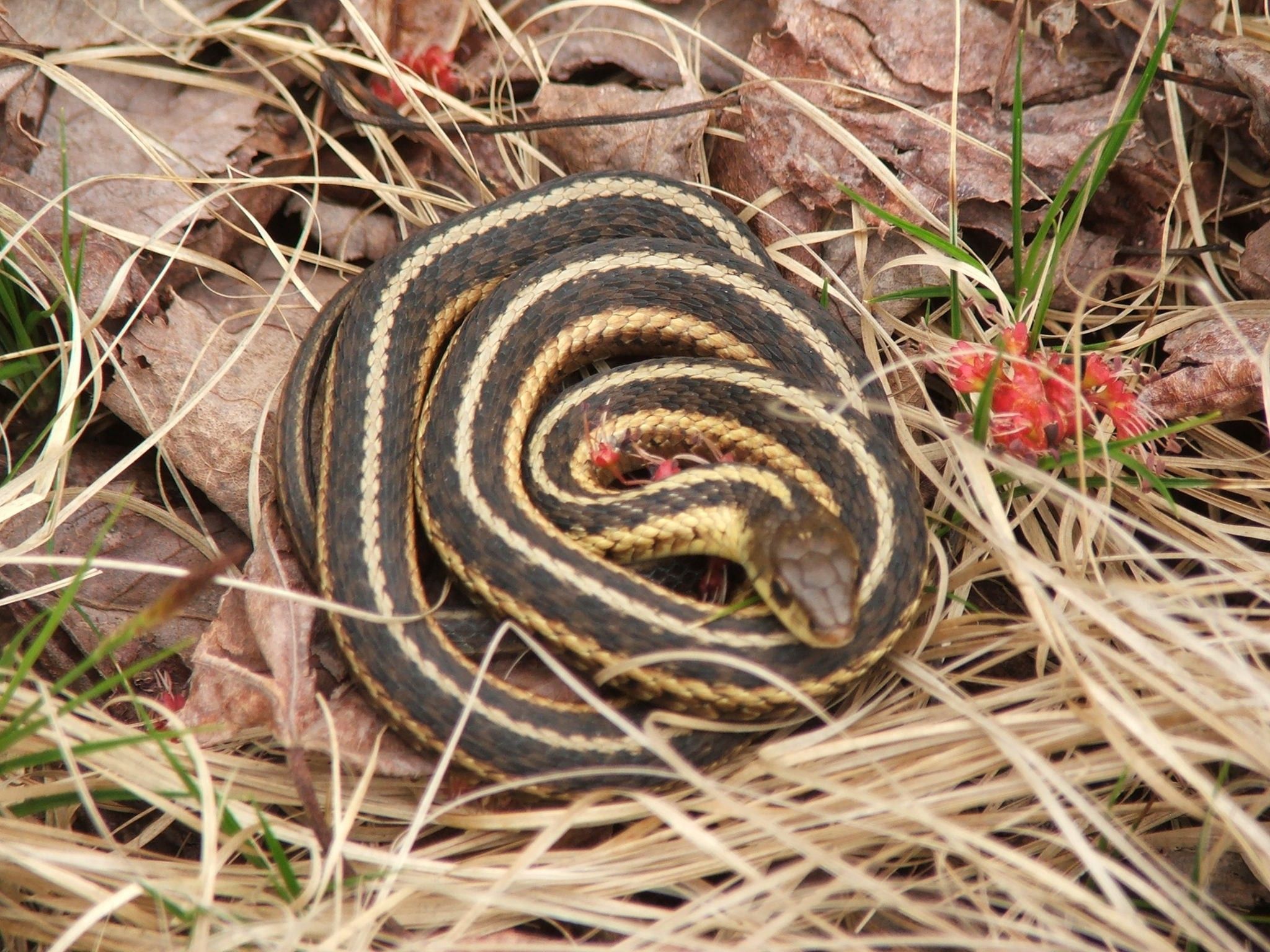 The 17 snakes you might meet in Michigan