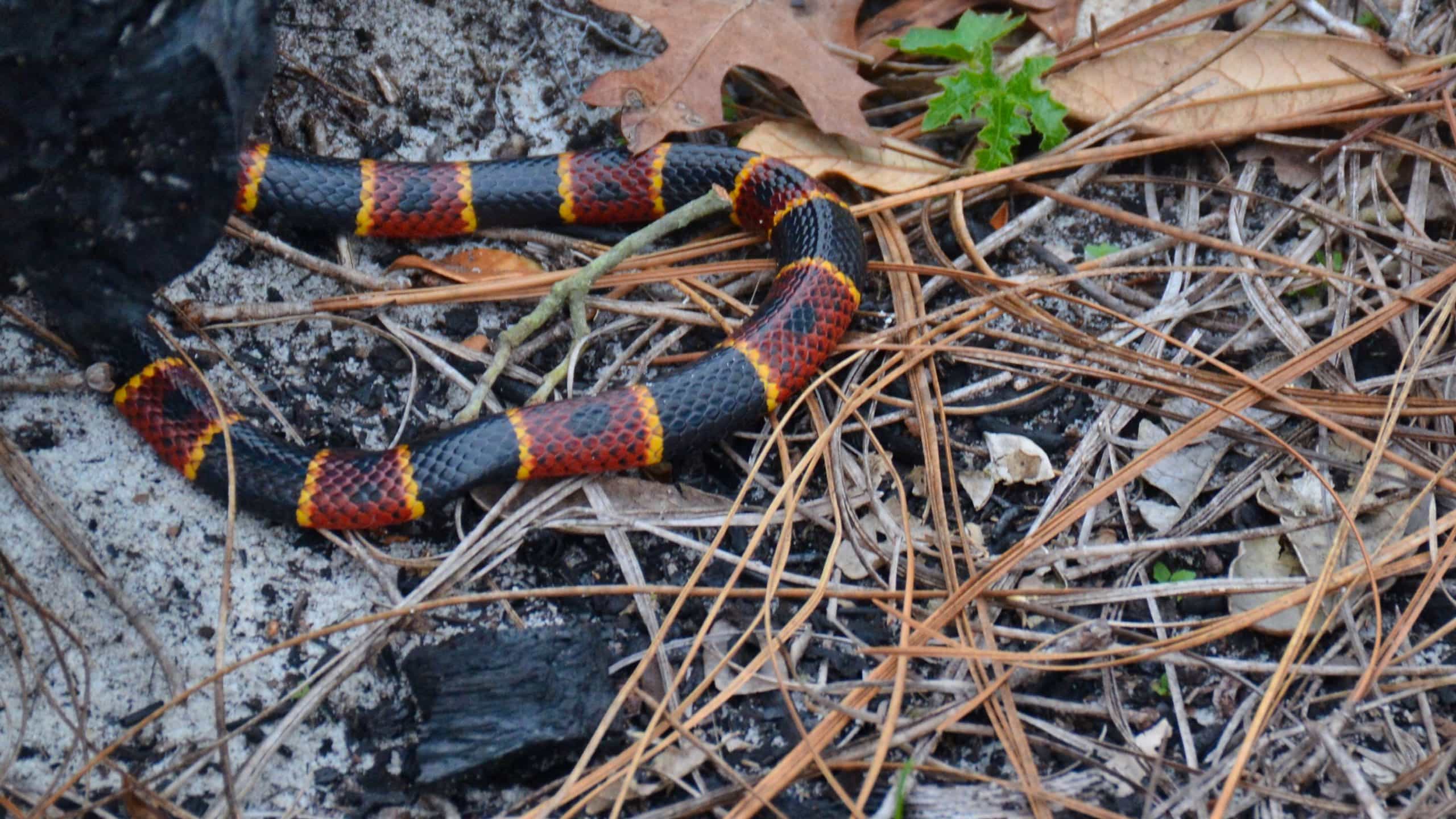 How to identify venomous snakes in Florida. Florida Hikes!
