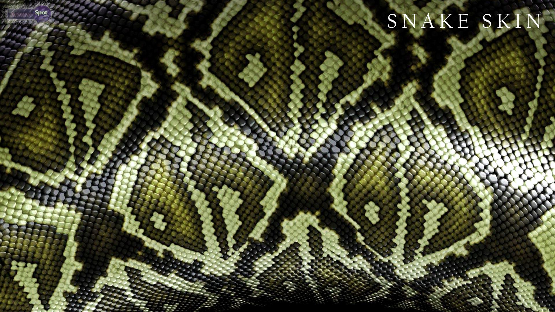 Snakeskin Wallpaper. Snakeskin Wallpaper