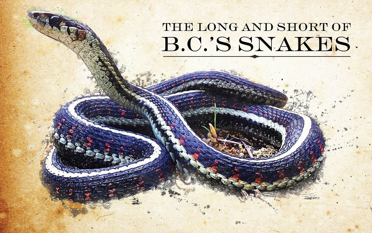 The Long and Short of B.C.'s Snakes. Feature Story. Pique