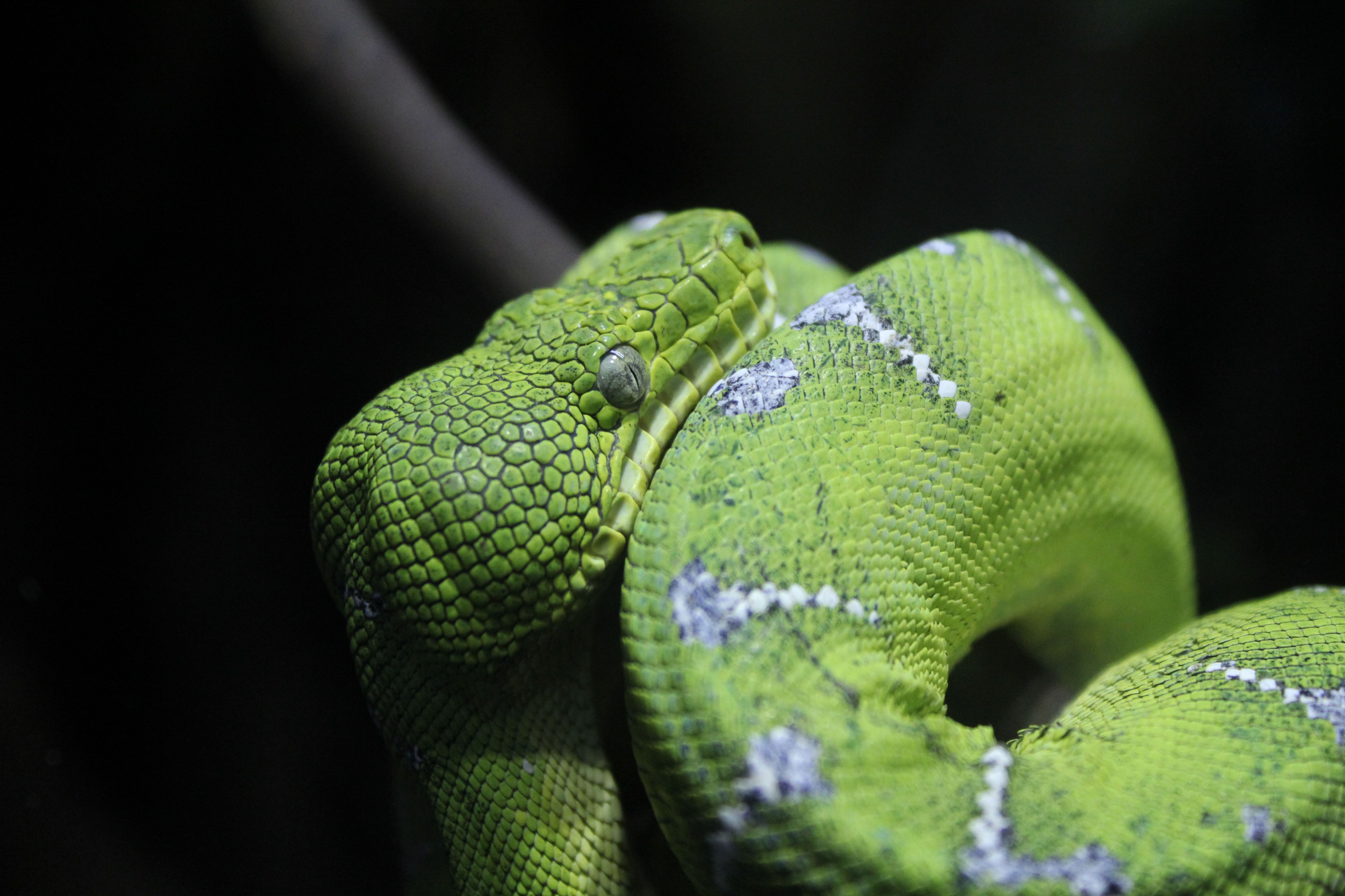 green and gray striped snake free image