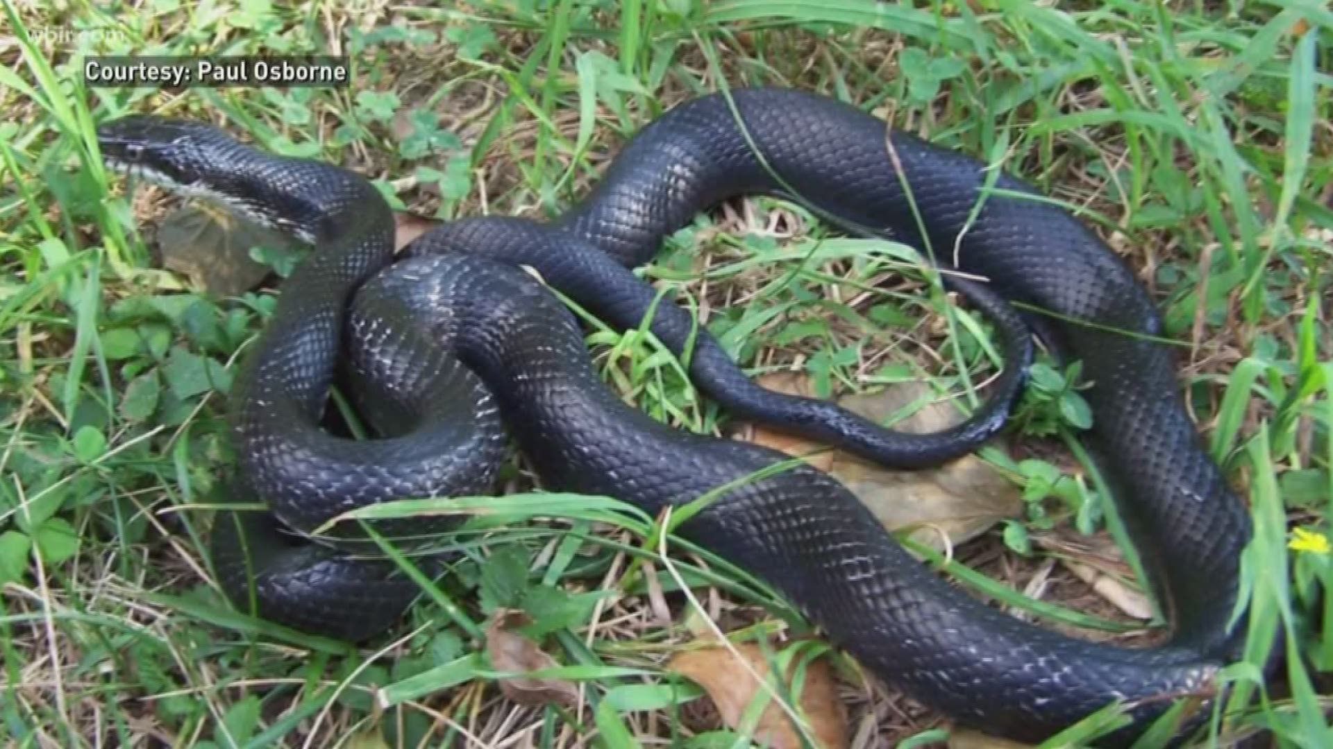 Snakes are back, here's how to keep them out of your home