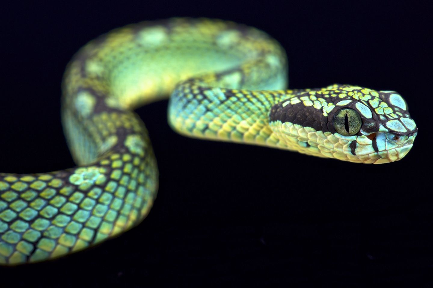 gorgeous snake species around the world. MNN Nature