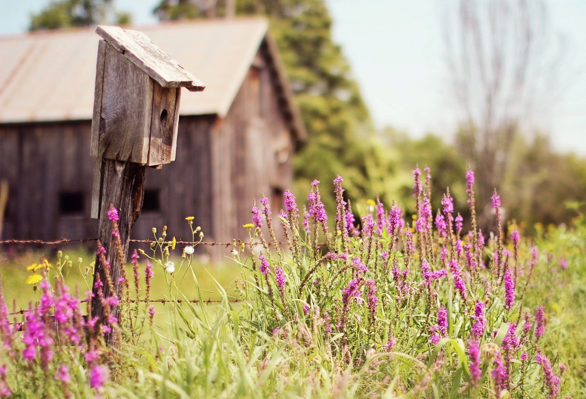birdhouse, House, Cabin, Trees, Grass, Flowers, Field, Summer