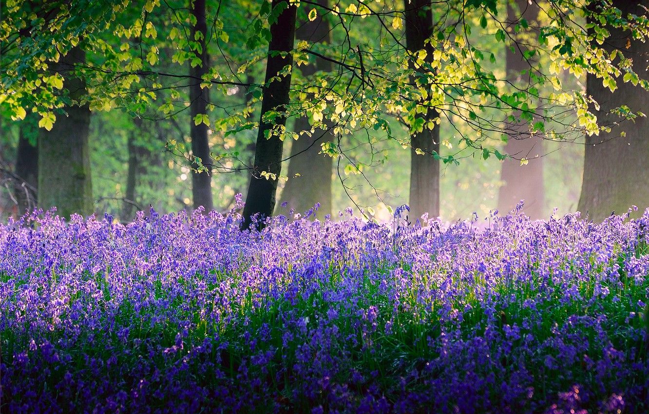 Wallpaper forest, light, trees, flowers, nature, England, spring