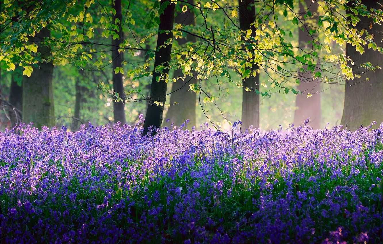 Spring England Wallpapers - Wallpaper Cave