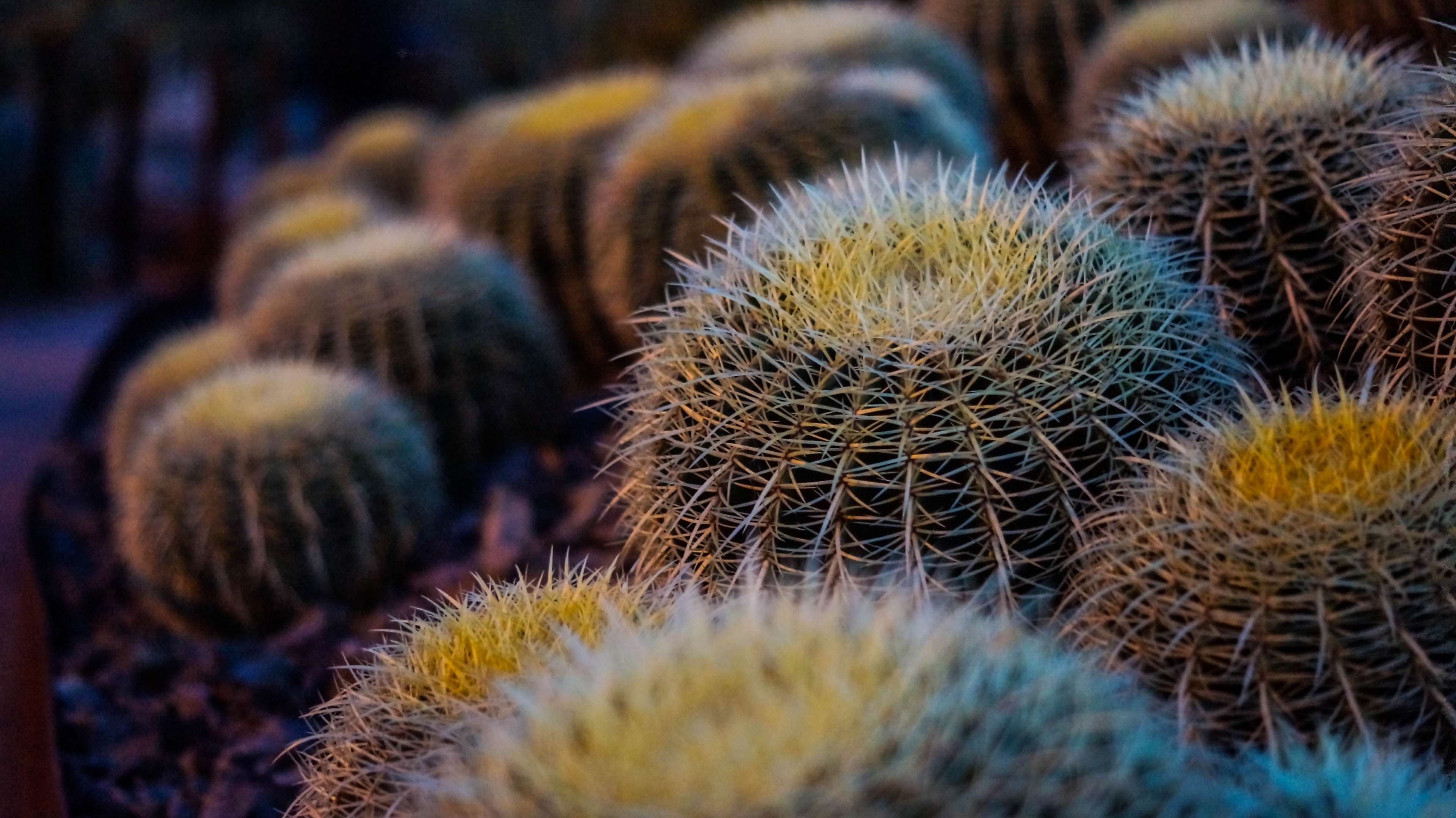 barrel cactus, cacti, close up, macro, plants, thorns 4k wallpaper