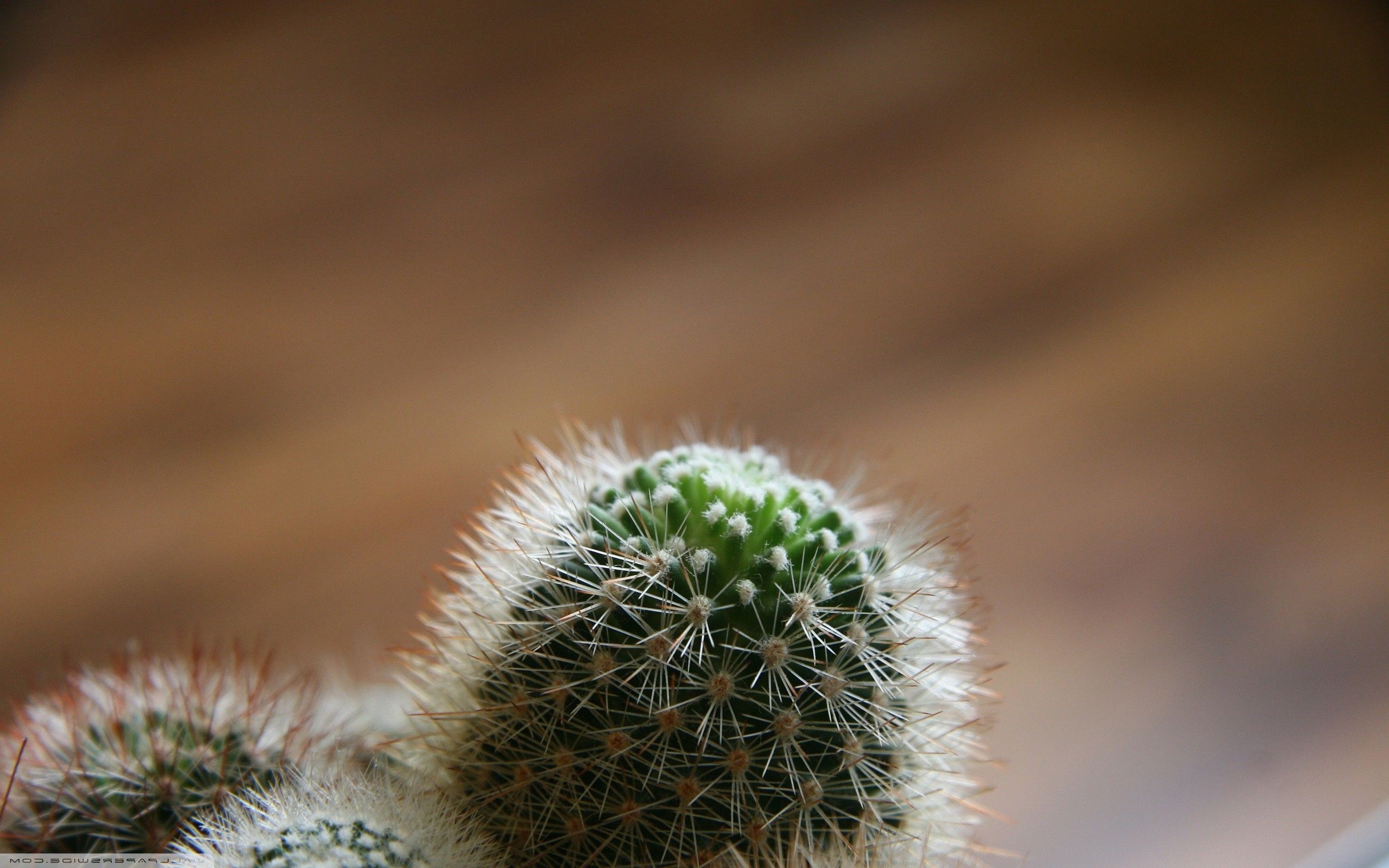 macro, Simple background, Minimalism, Cactus, Plants, Depth
