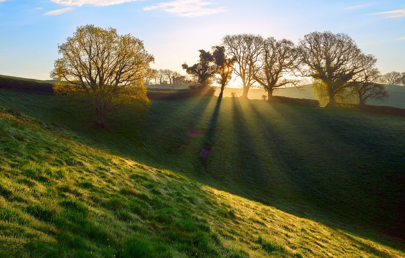 Wallpaper grass, rays, light, Rosa, England, spring, morning