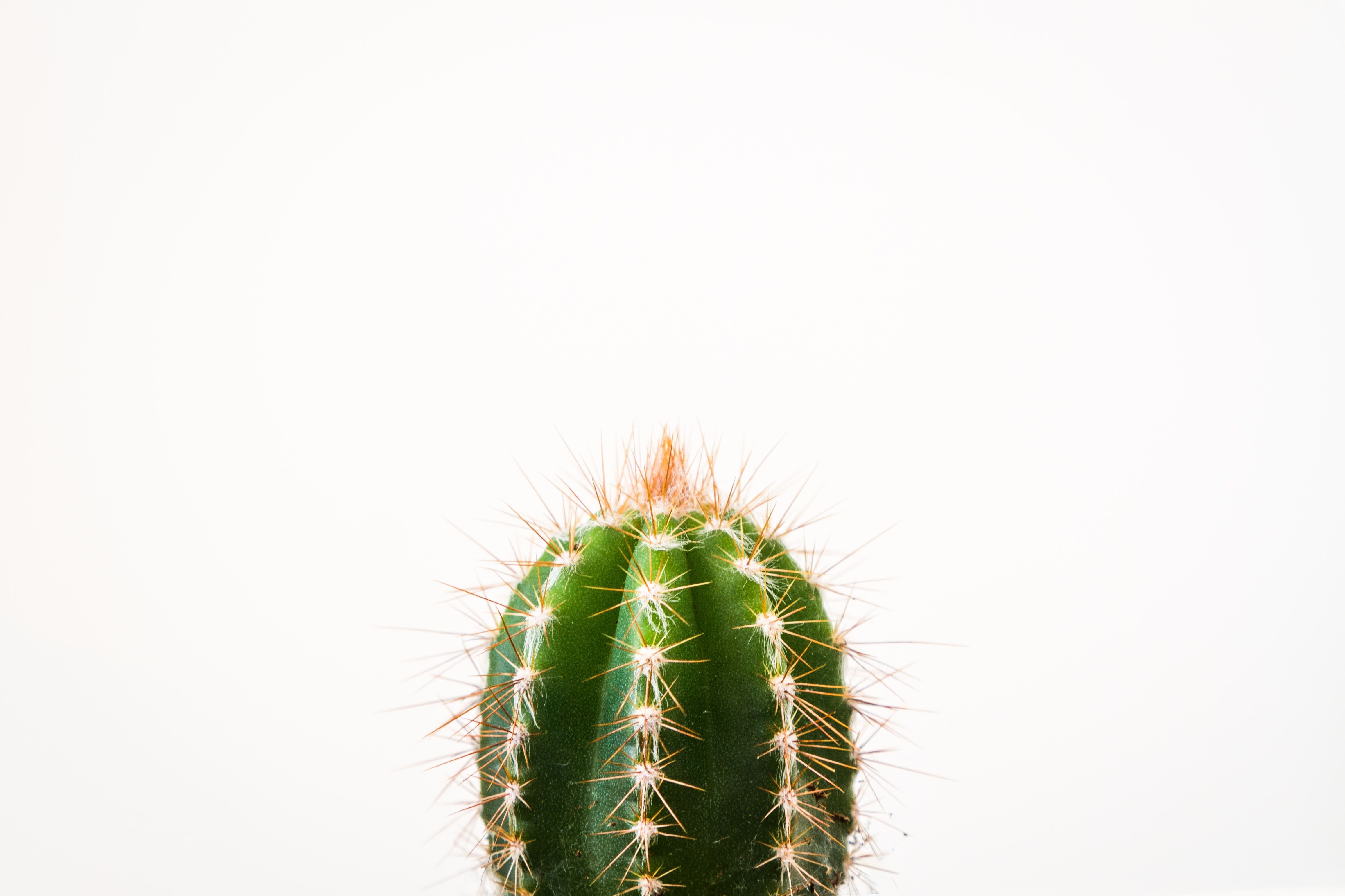 closeup photo of cactus against white background photo