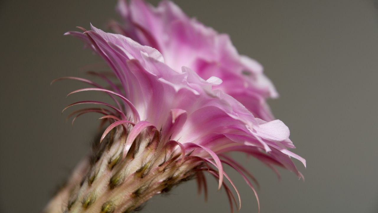 Delicate pink cactus flower closeup Desktop wallpaper 1280x720