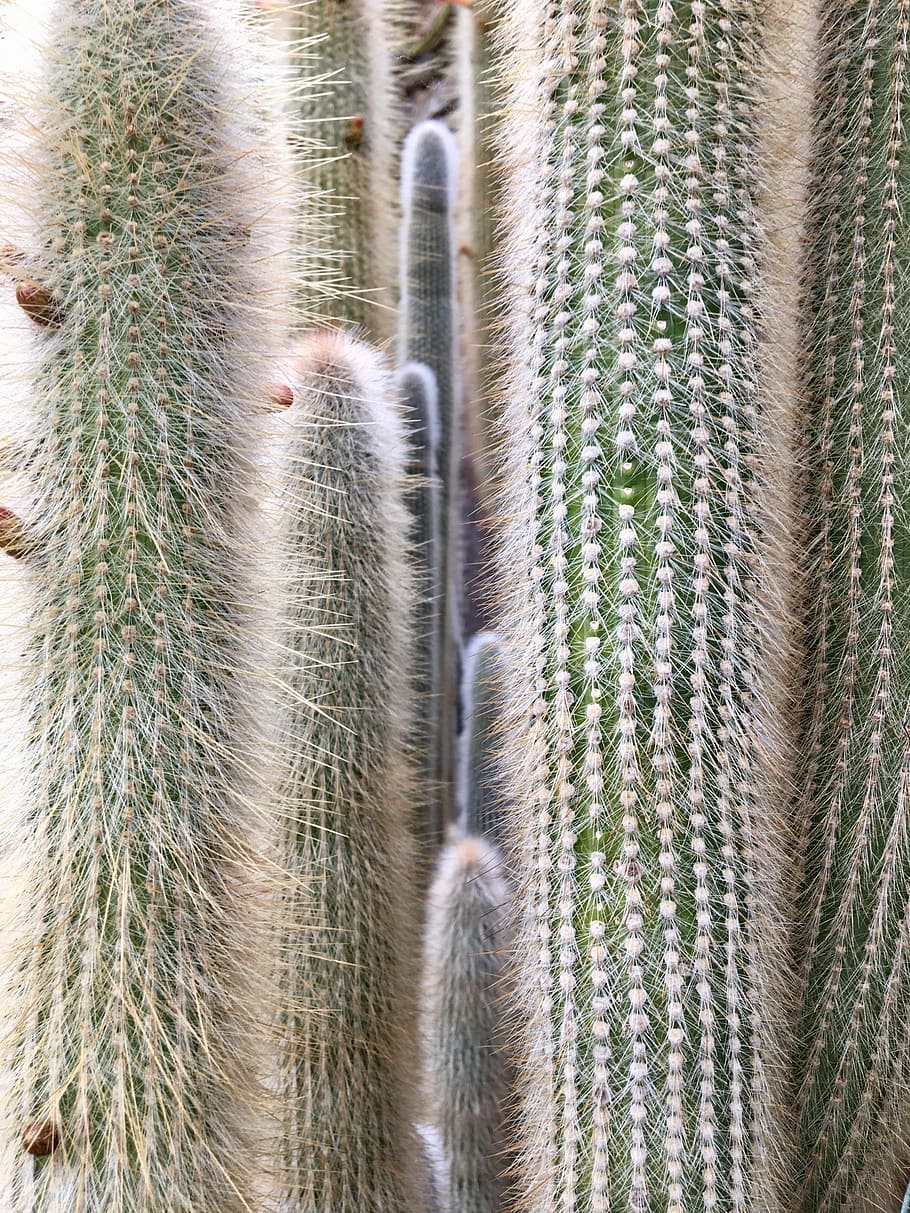 sharp, cactus, closeup, nature, texture, wallpaper, cacti
