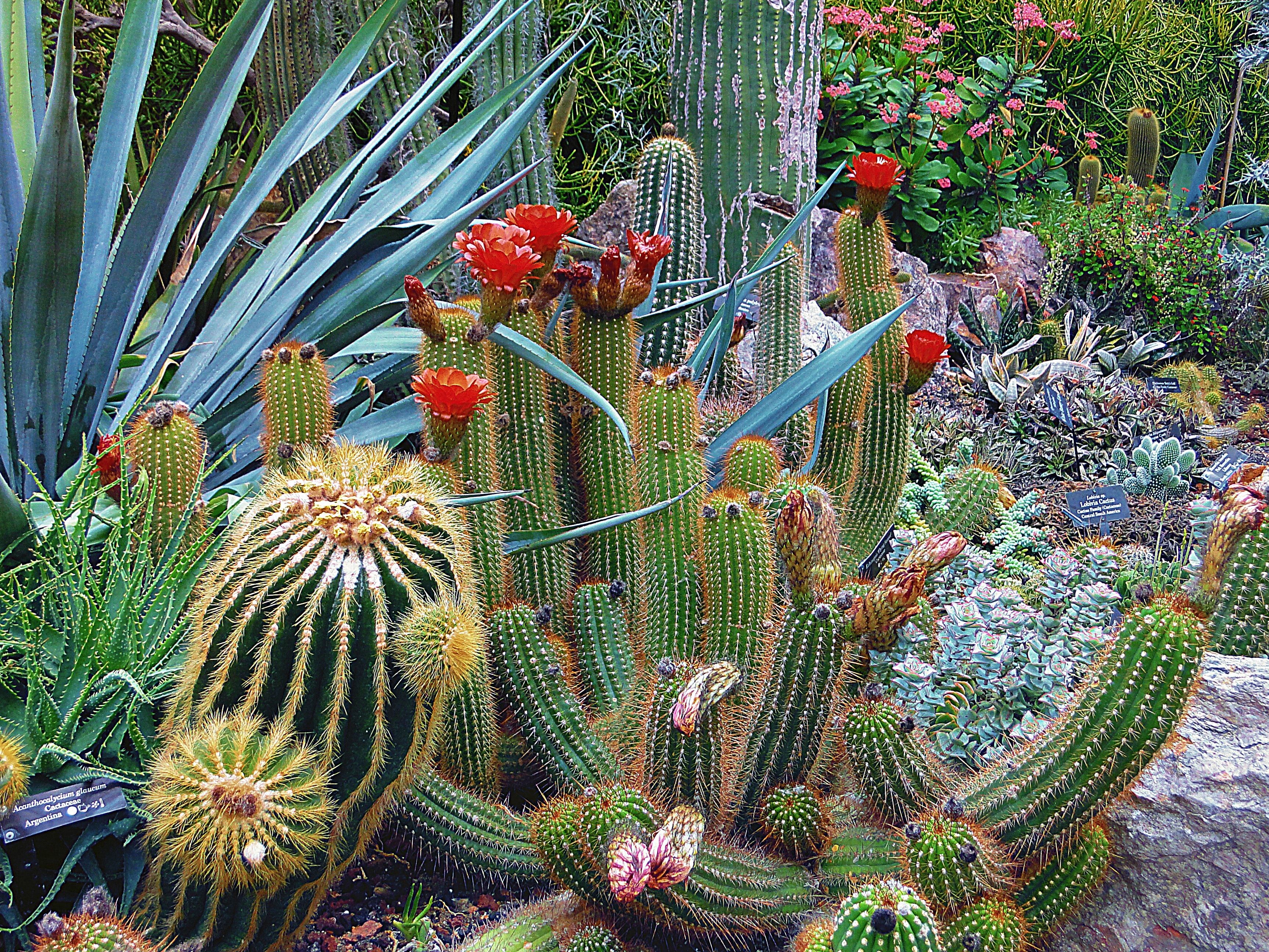 Free Photo: Close Up Of Cactus, Nature, Spine
