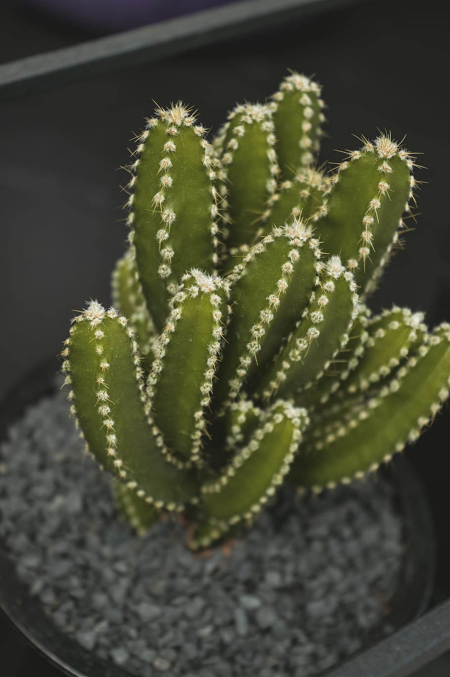 green candelabra cactus, cactus, cactus plant, exotic, growth