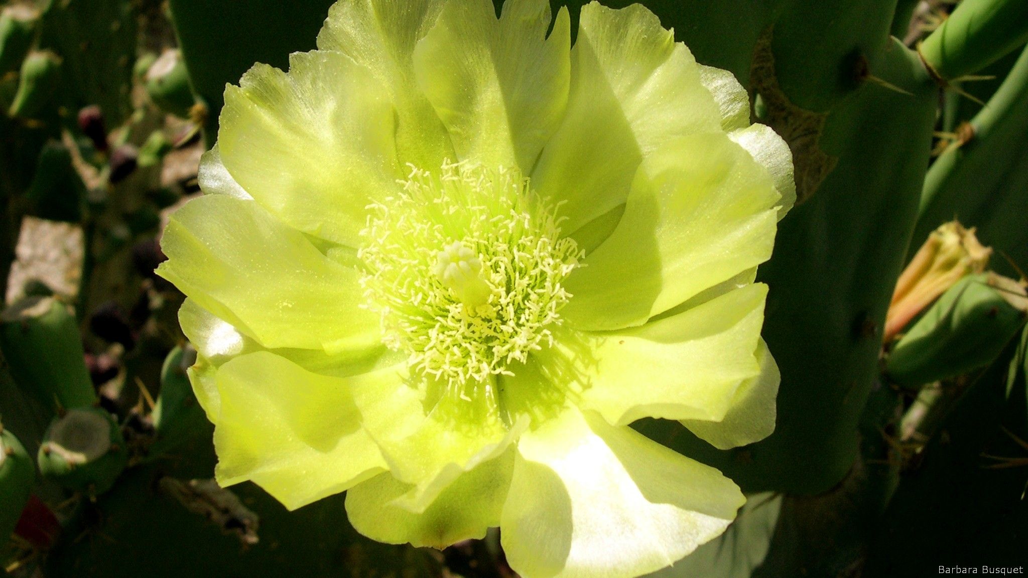 Closeup Cactus Plant Nature Flowers Wallpapers - Wallpaper Cave