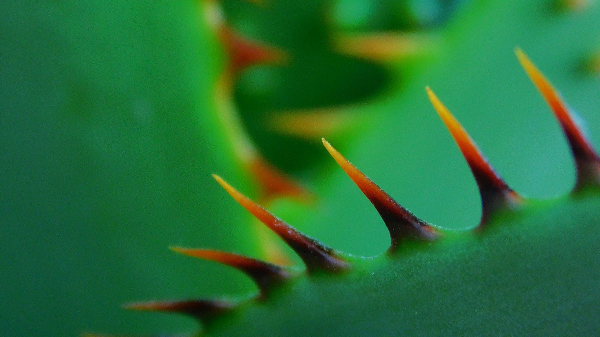 Download wallpaper 1920x1080 cactus, thorns, closeup, sharp, plant