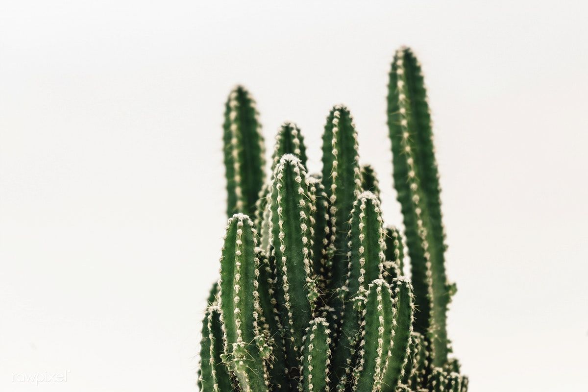 Close up of a small cactus. free image. Plant