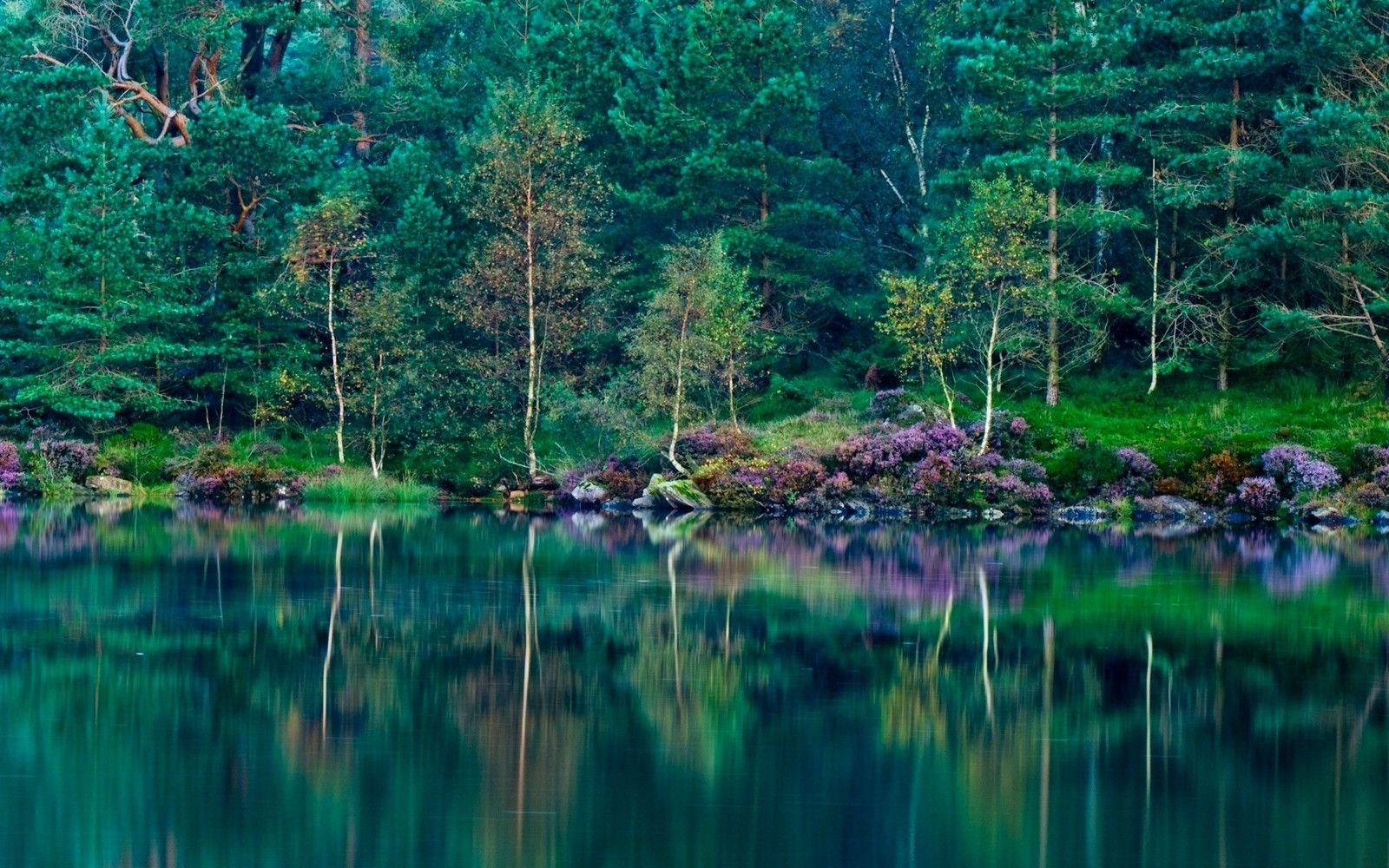 landscape, Nature, Lake, Forest, Green, Reflection, Wildflowers