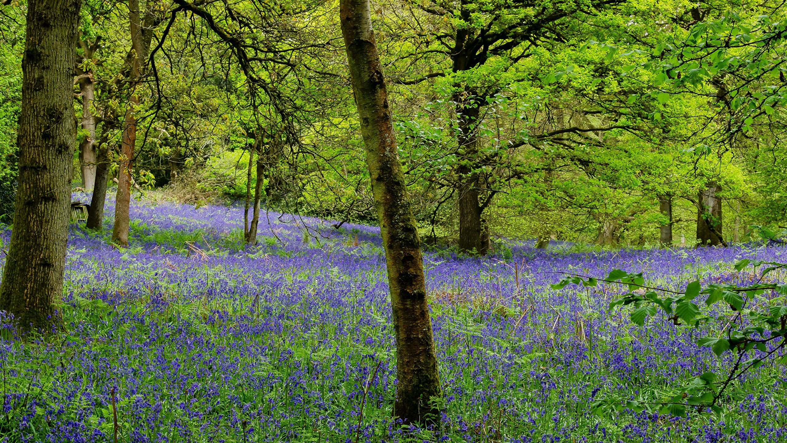 Picture England Surrey Nature Spring forest Campanula 2560x1440