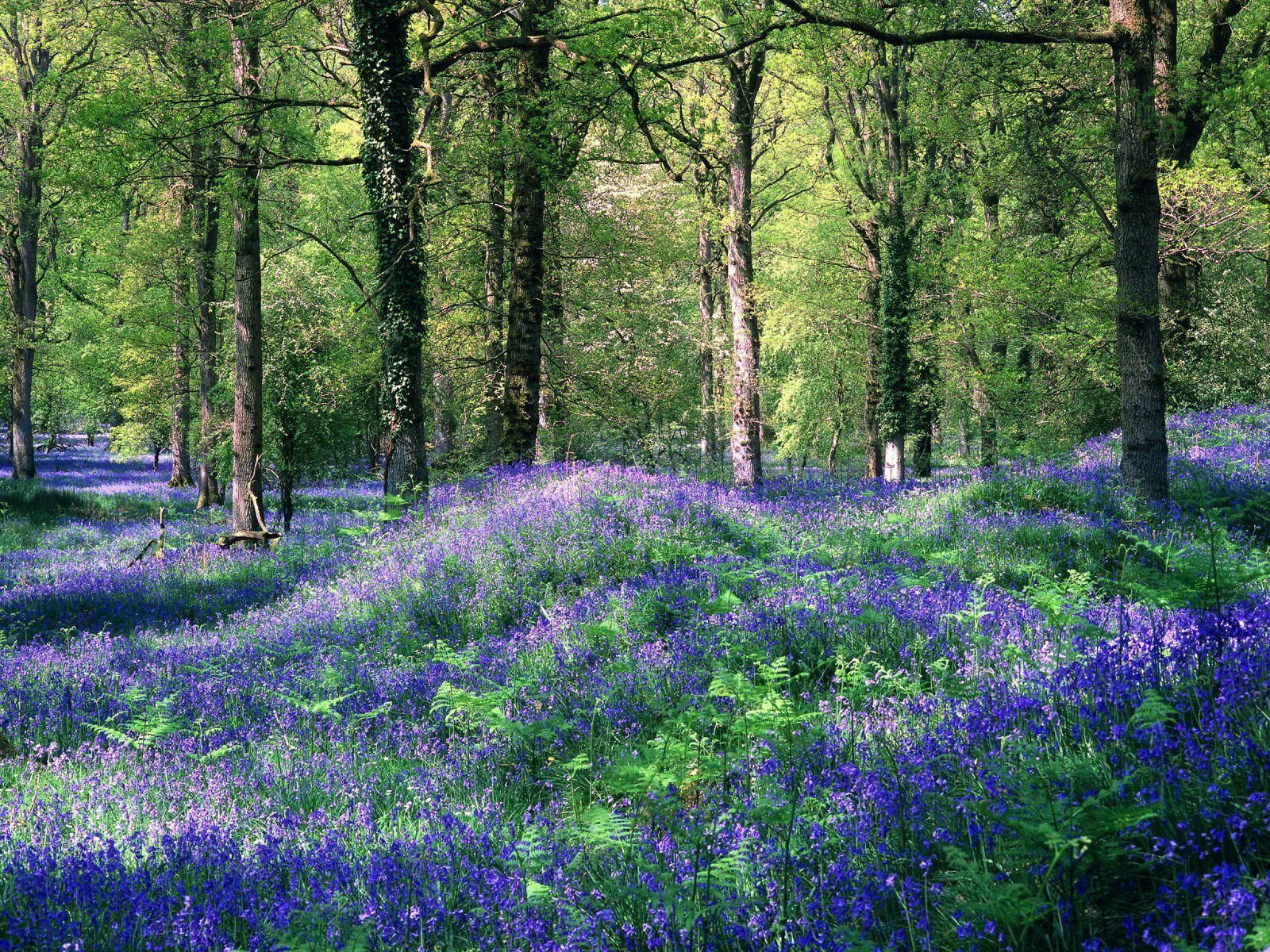 bluebells. Forest of dean, Forest flowers, Spring