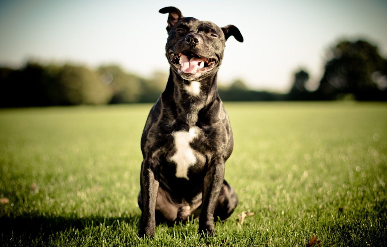 Wallpaper smile, dog, English Staffordshire bull Terrier
