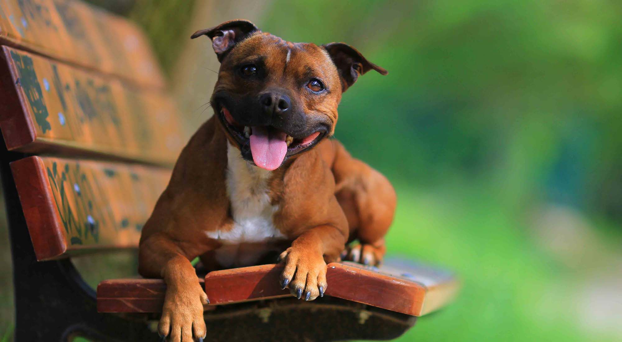 Staffordshire Bull Terrier Wallpaper Image Photo Picture