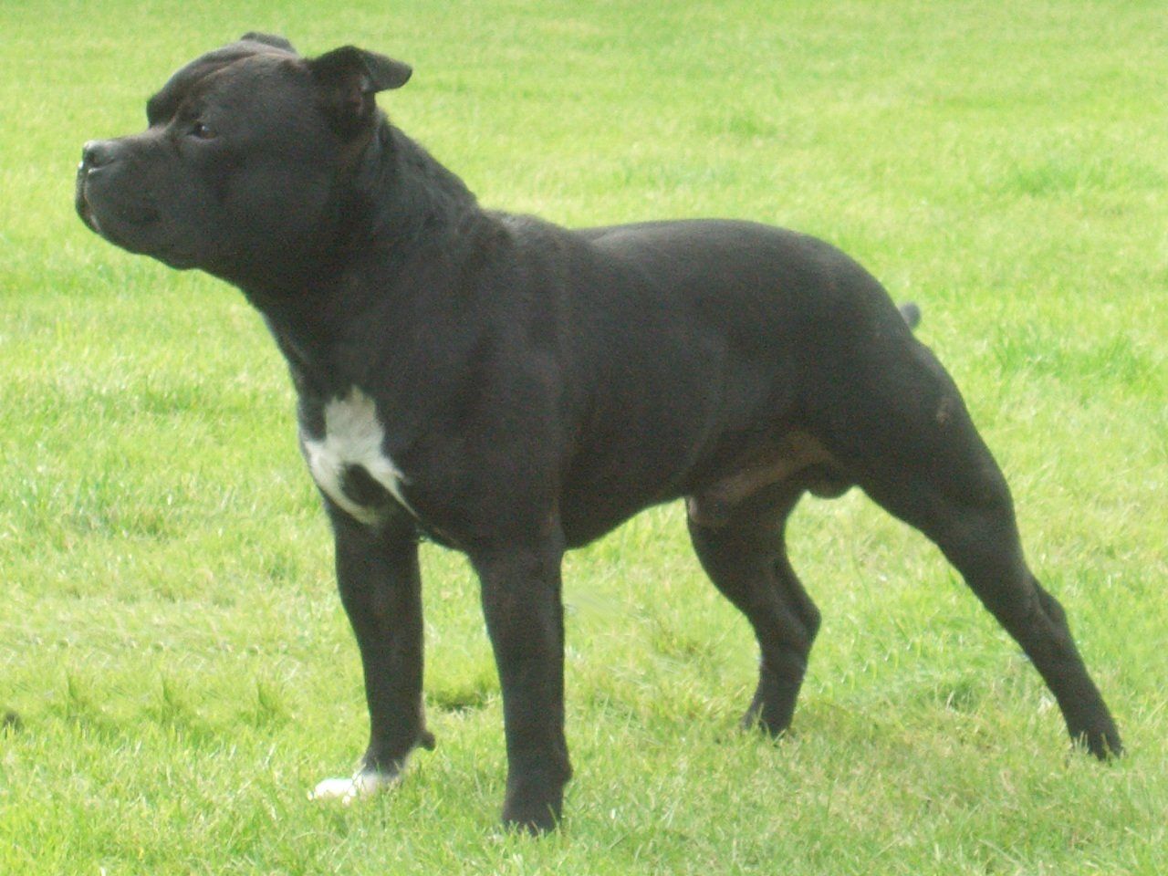 Watching Staffordshire Bull Terrier photo and wallpaper. Beautiful