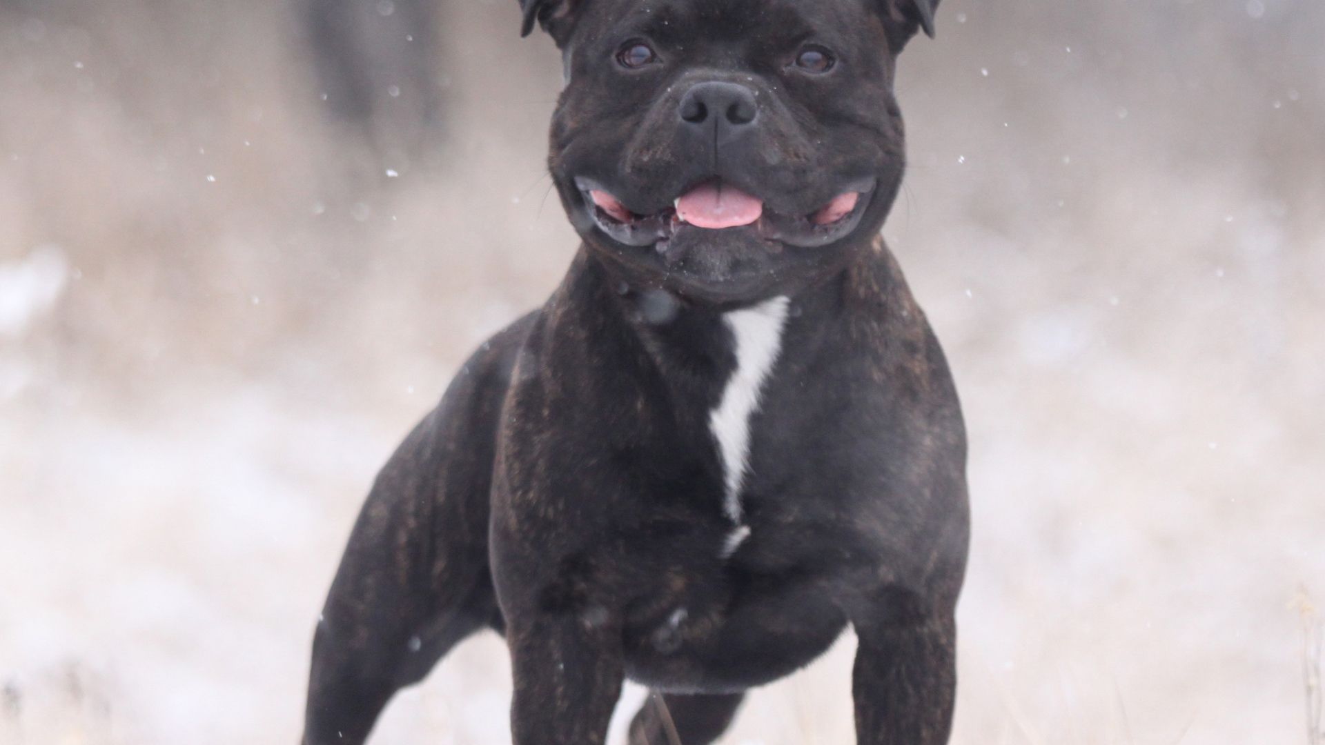 The Puppy Staffordshire Bull Terrier in winter time Desktop