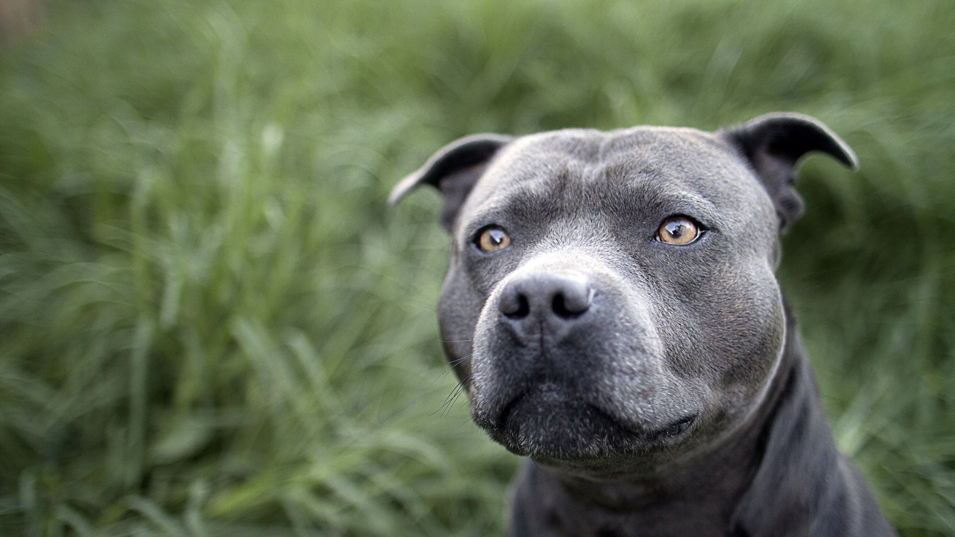 Staffordshire Bull Terriers Wallpapers - Wallpaper Cave