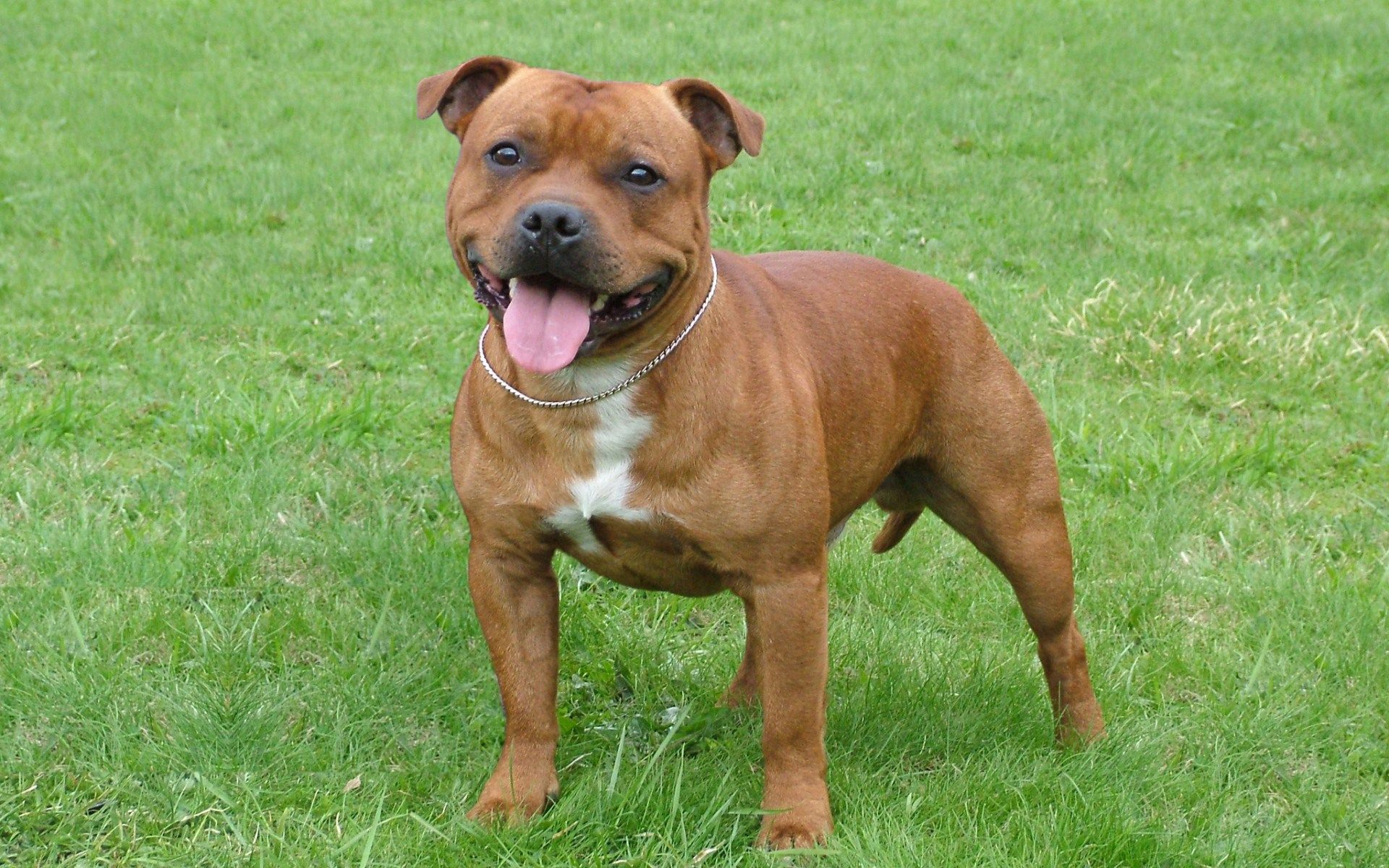 The Staffordshire Bull Terrier: a courageous, loving family