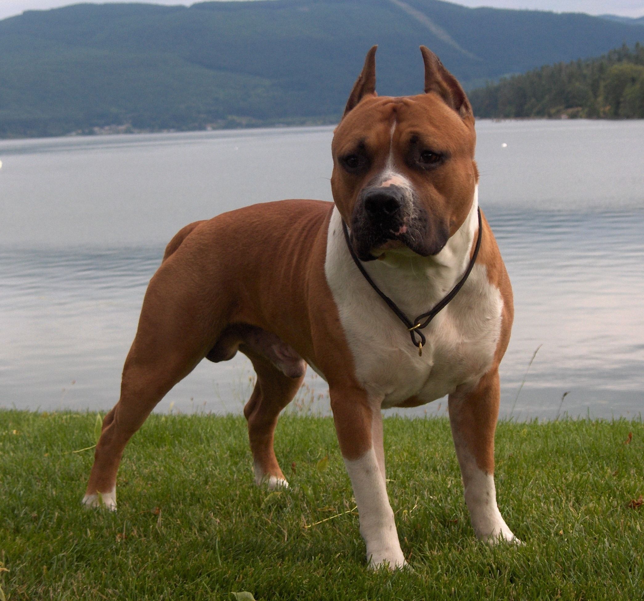 American Staffordshire Terrier Breed Info, Care and Wallpaper