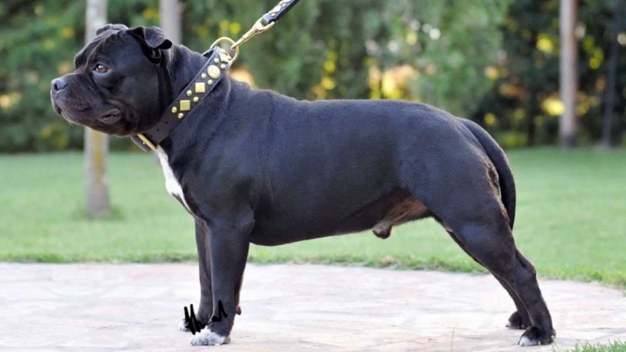 Staffordshire Bull Terrier wallpaperx720