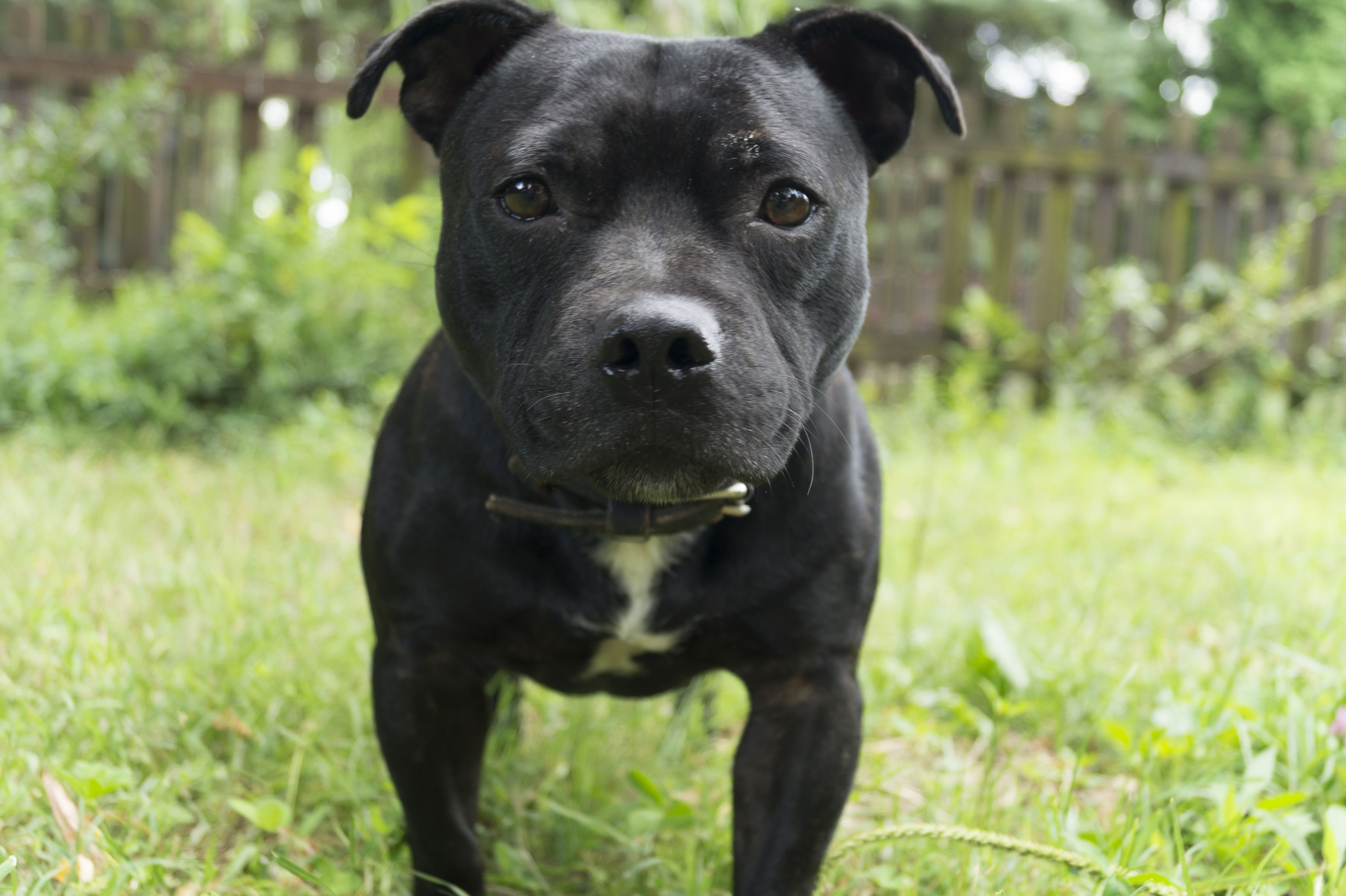 black and white staffordshire bull terrier free image