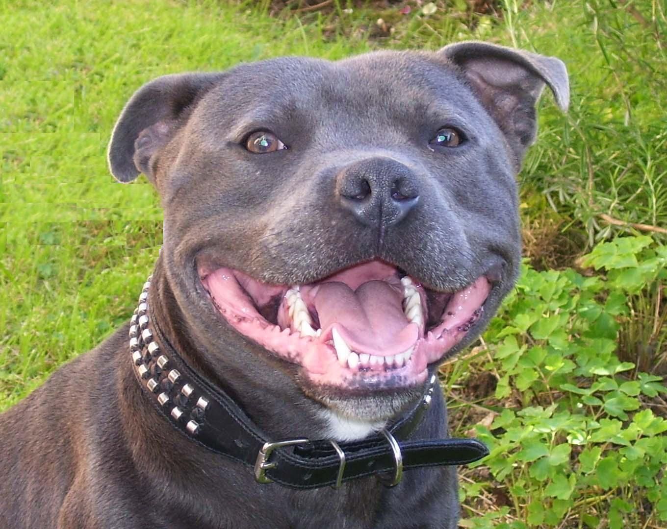 Staffie Smile. Dog face, Bull terrier puppy, Staffordshire bull