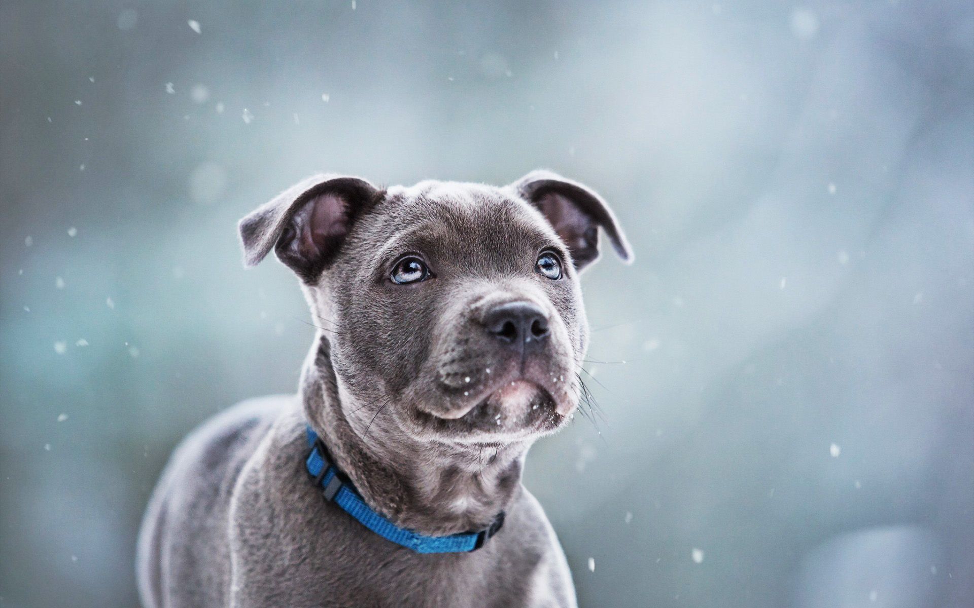 Download wallpaper Staffordshire Bull Terrier, puppy, gray dog