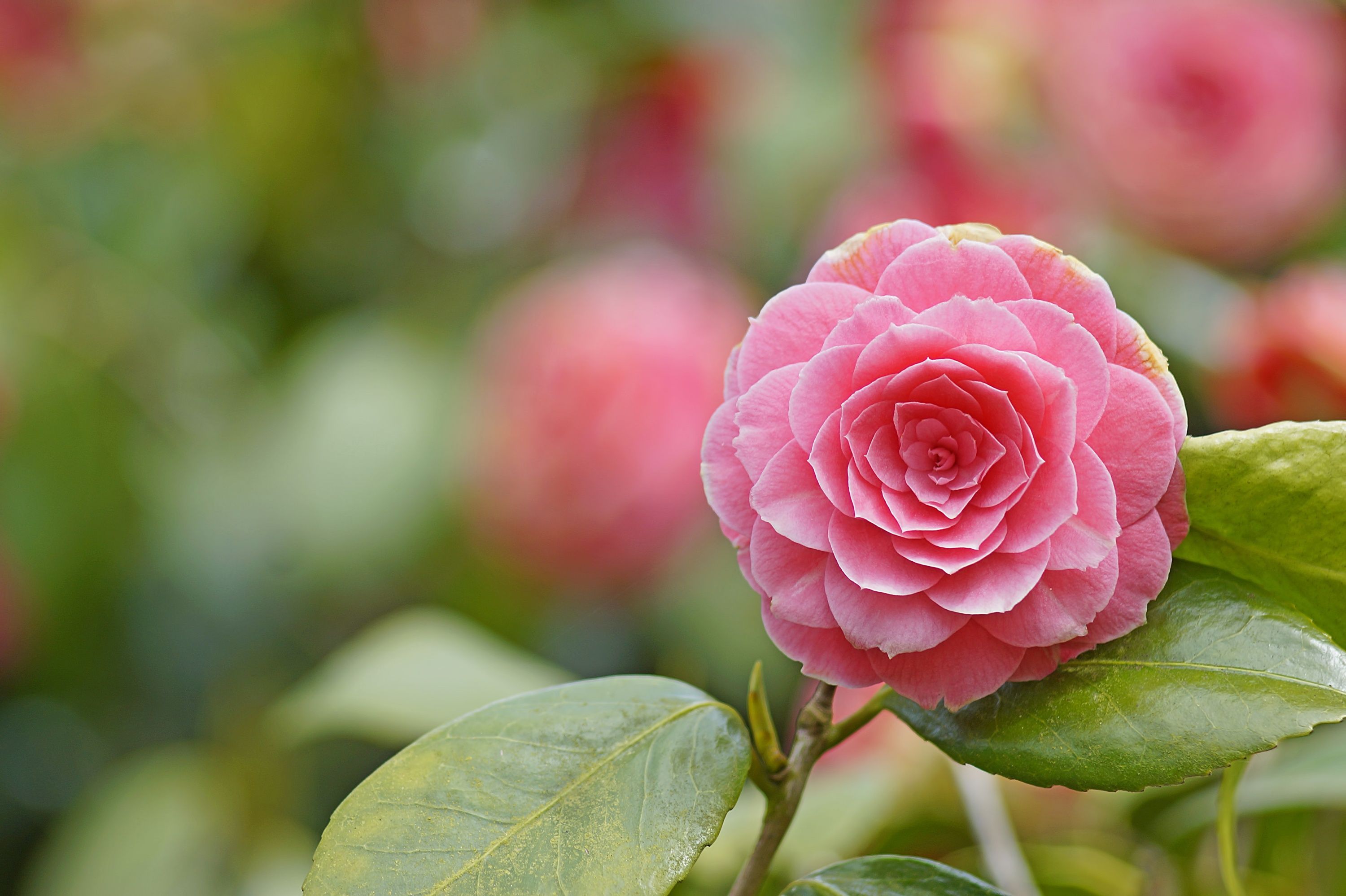 Pink Camellia Wallpapers - Wallpaper Cave