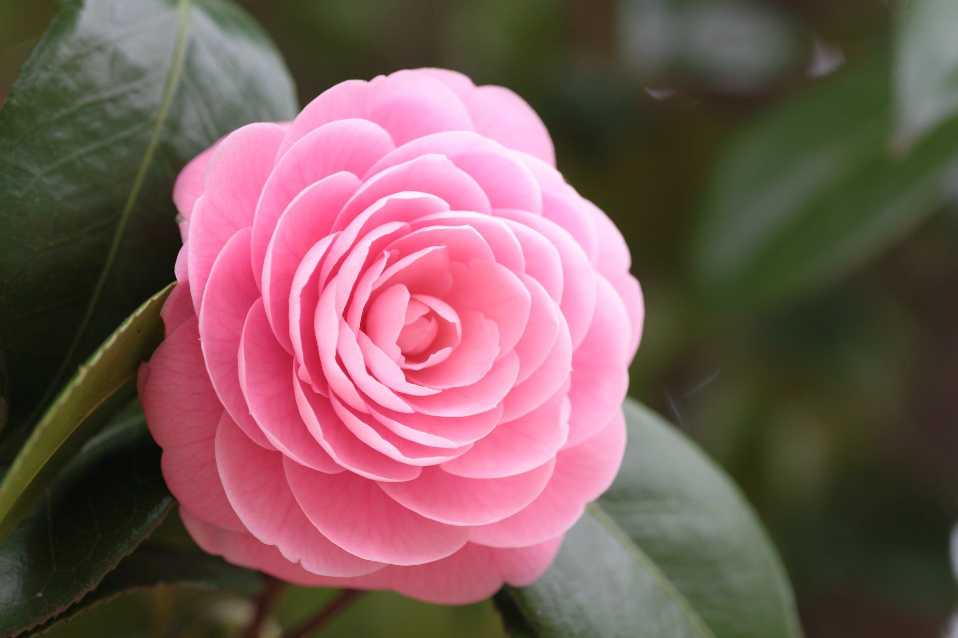 Pink Camellia Wallpapers - Wallpaper Cave