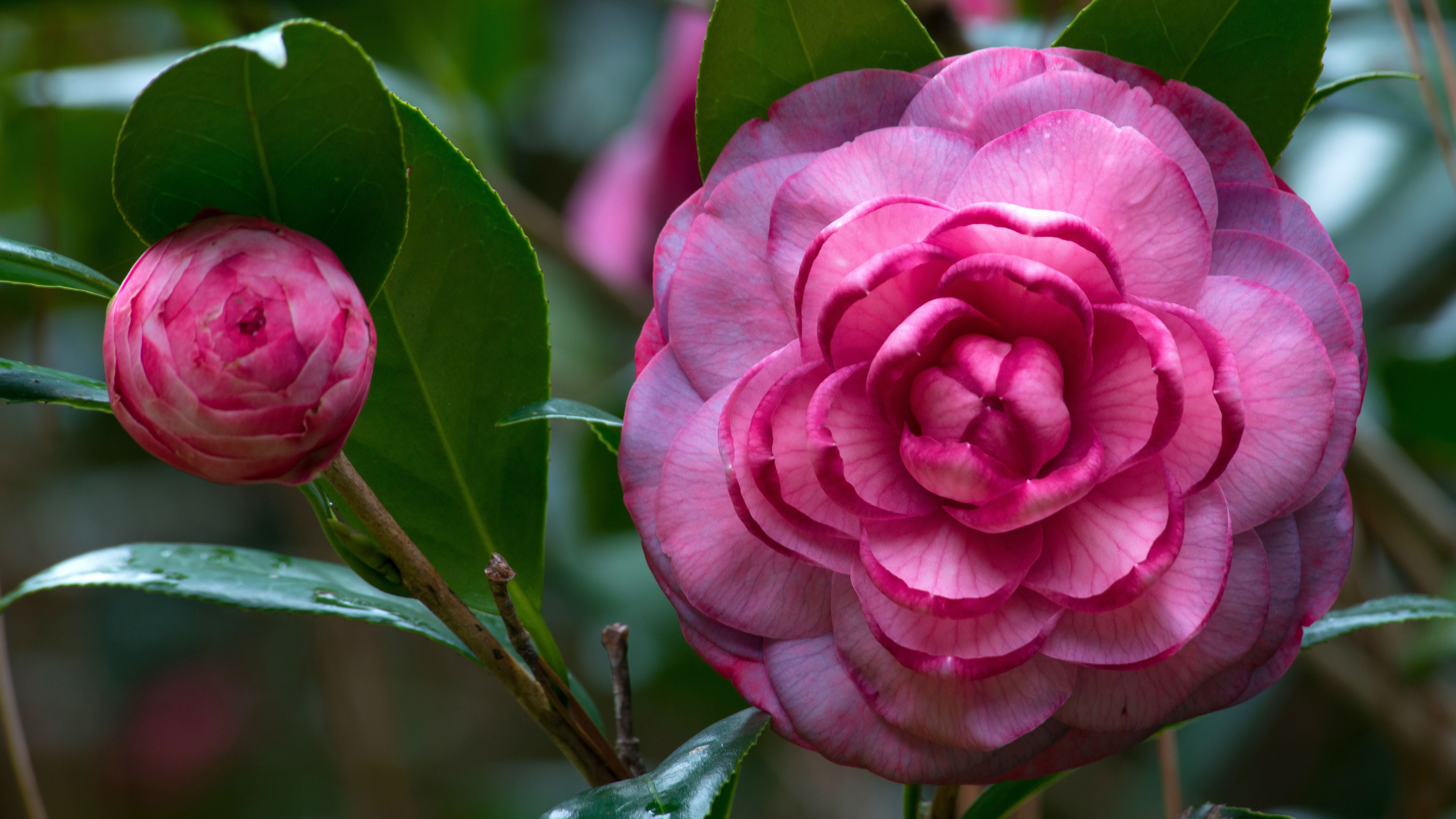 Pink Camellia Wallpapers - Wallpaper Cave