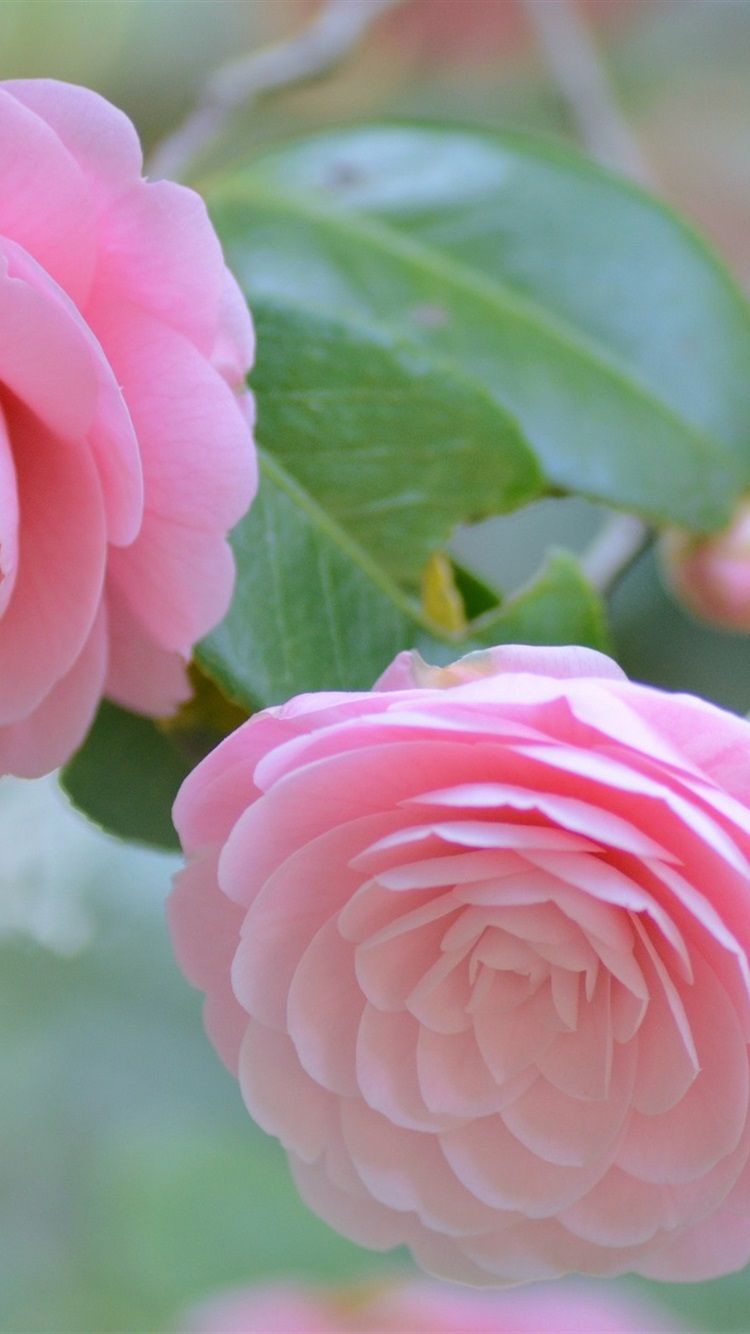 Pink Camellia Wallpapers - Wallpaper Cave