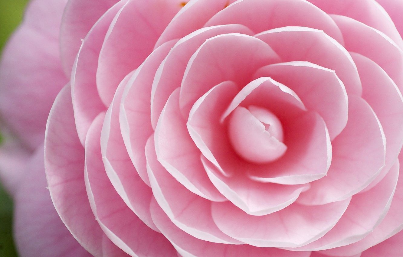 Pink Camellia Wallpapers - Wallpaper Cave