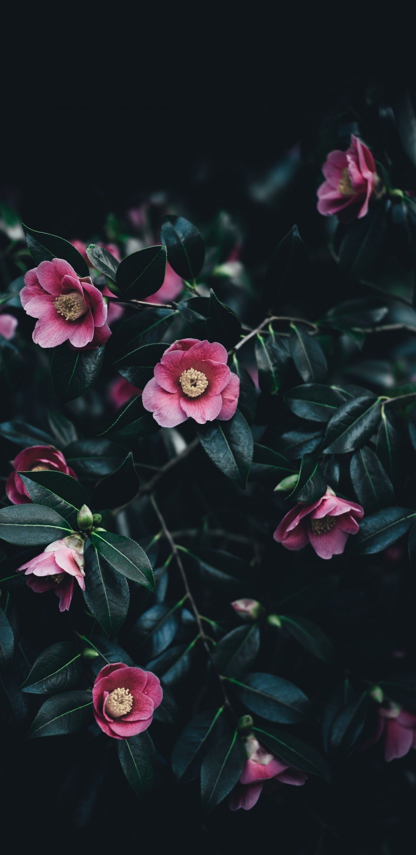 Pink Camellia Wallpapers - Wallpaper Cave