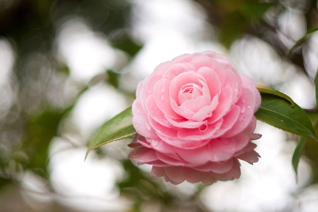 Pink Camellia Wallpapers - Wallpaper Cave