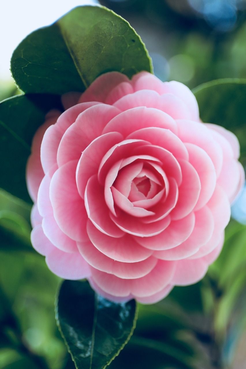 Pink Camellia Wallpapers - Wallpaper Cave