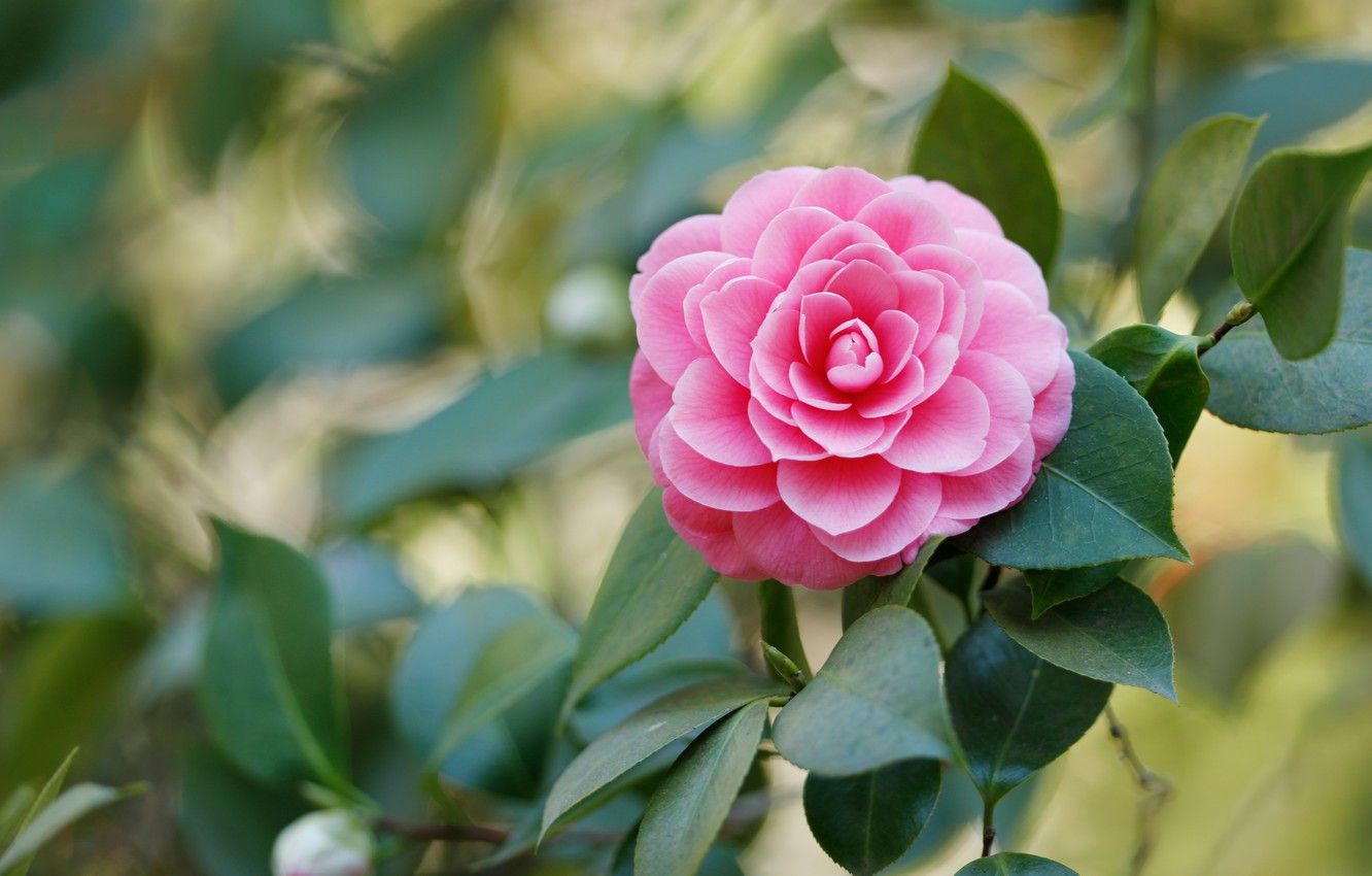 Pink Camellia Wallpapers - Wallpaper Cave