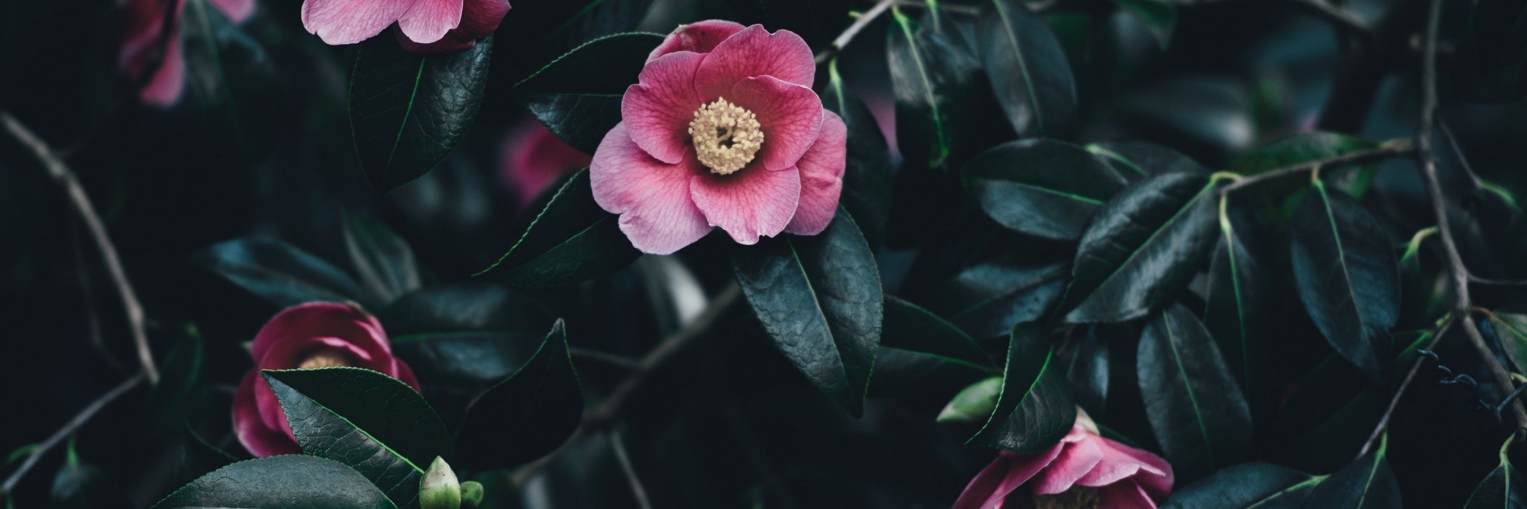 Pink Camellia, Leaves Pink Flower Background