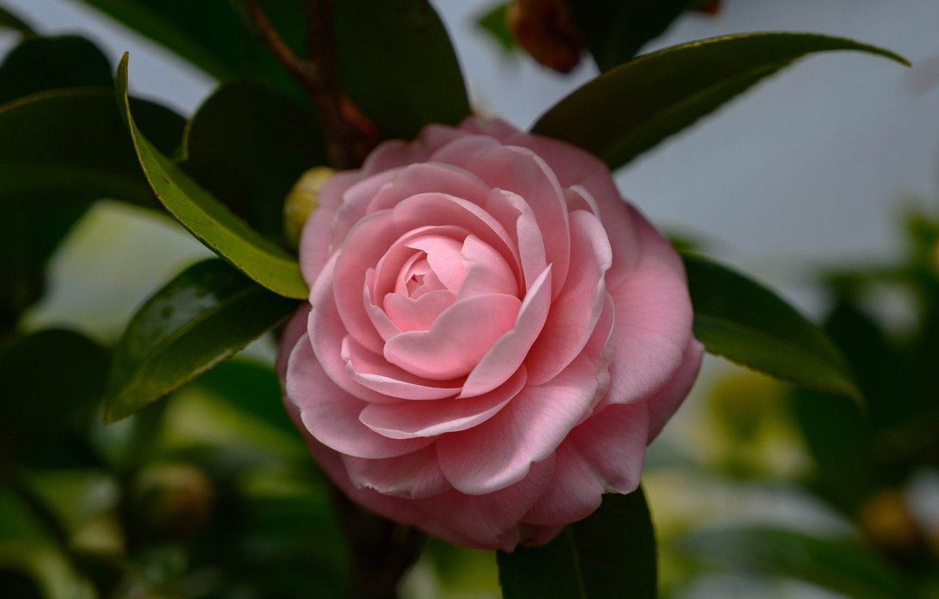 Pink Camellia Wallpapers - Wallpaper Cave