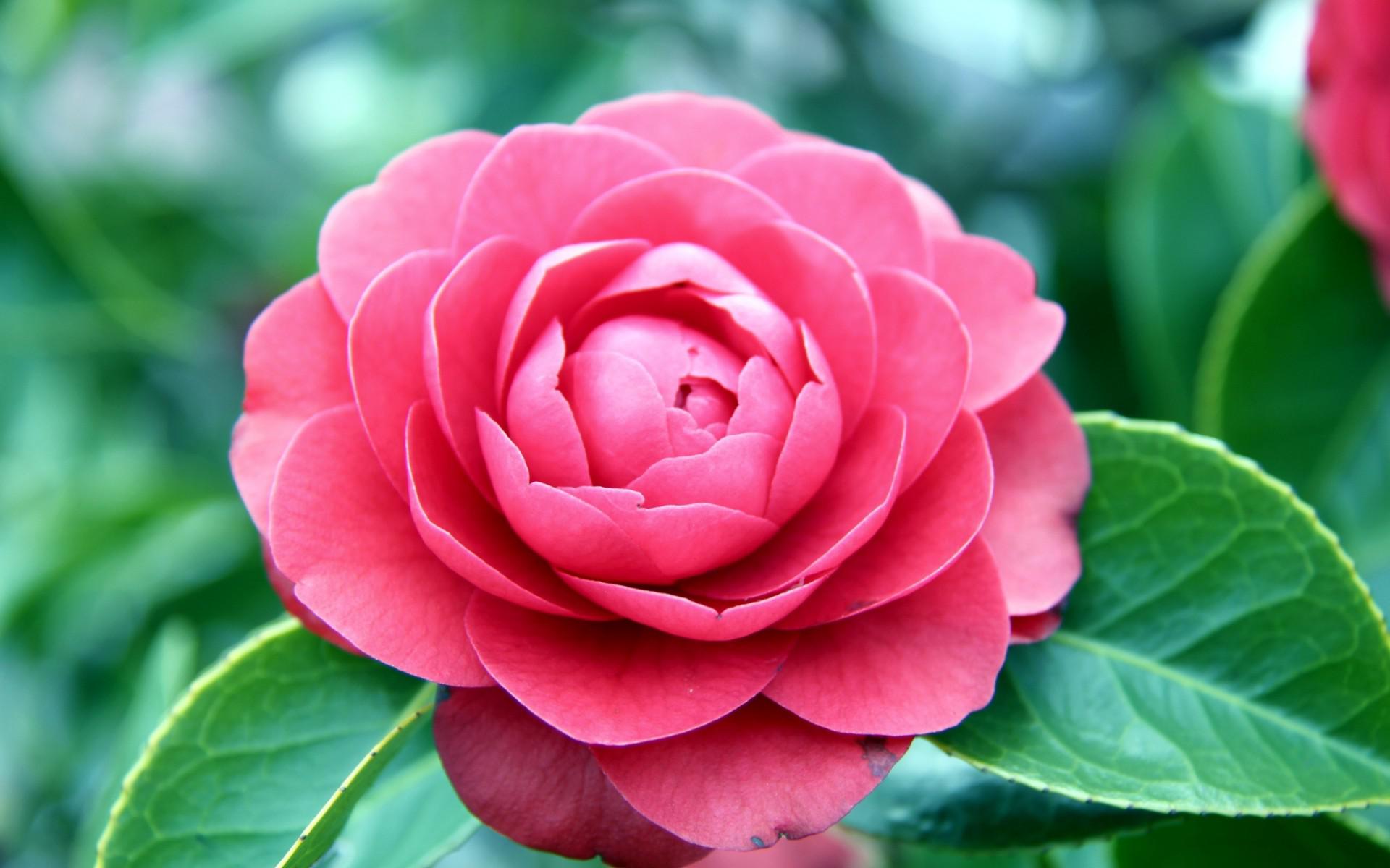 Pink camellia wallpaperx1200