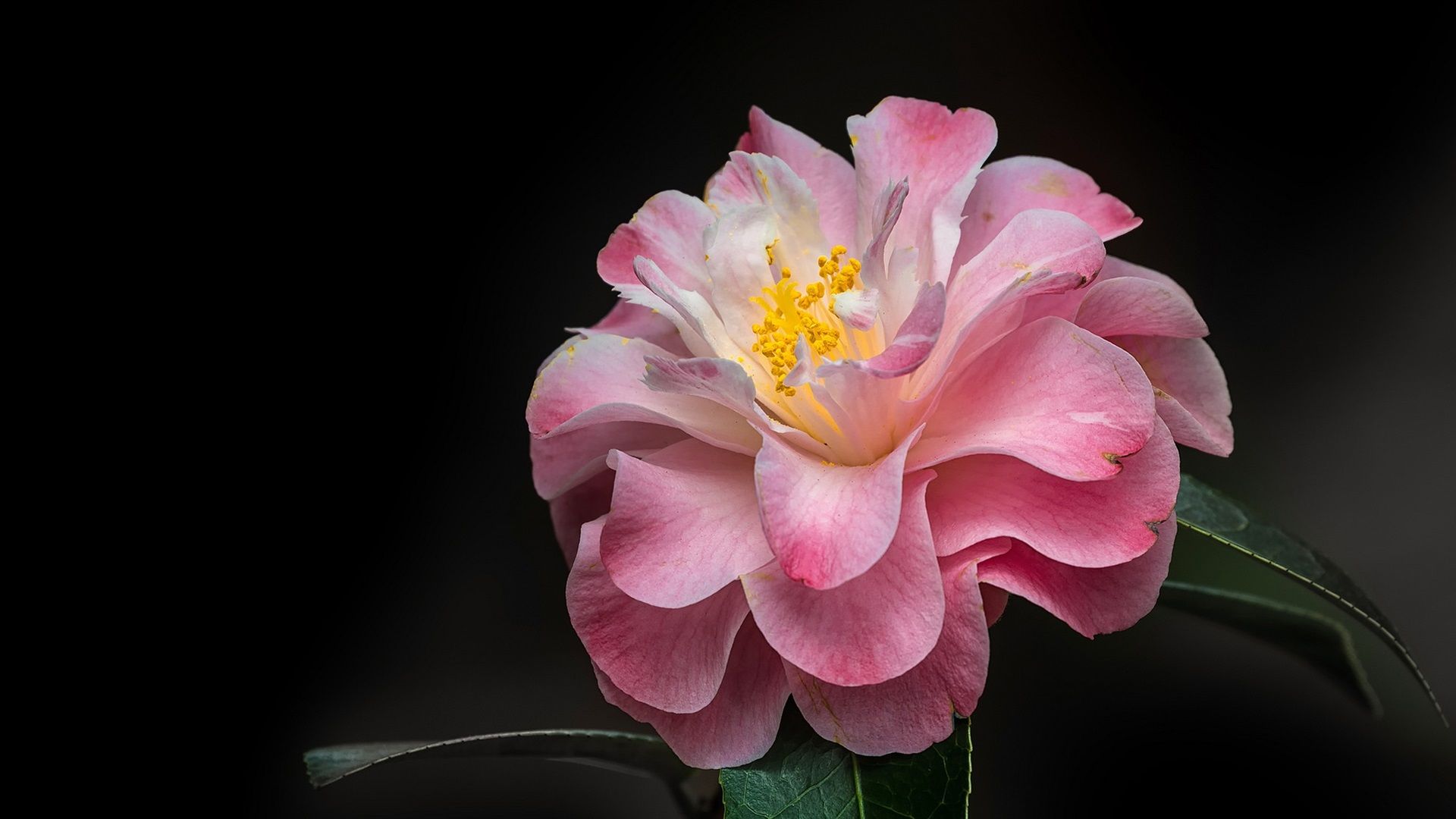 Pink Camellia Wallpapers - Wallpaper Cave