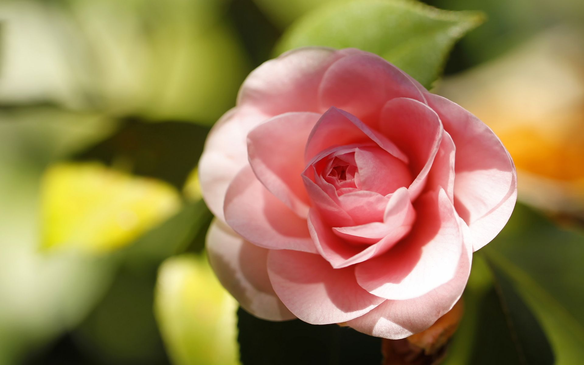 Pink Camellia Wallpapers - Wallpaper Cave